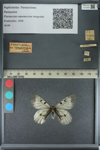 Media type: image;   Entomology 179939